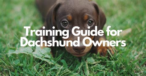 Sniffspot for Dachshund Owners: The Ultimate 2025 Guide