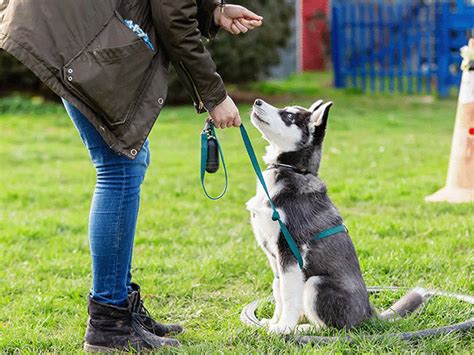 Sniffspot for Pet Trainers: The Ultimate Guide to 2025