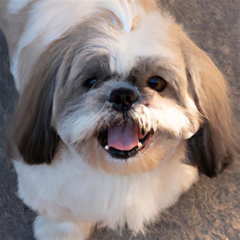 Sniffspot for Shih Tzu Owners: The Ultimate Guide to 2025