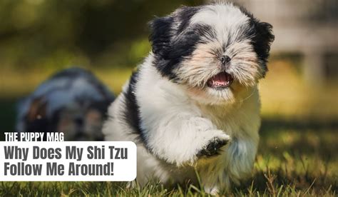 Sniffspot for Shih Tzu owners