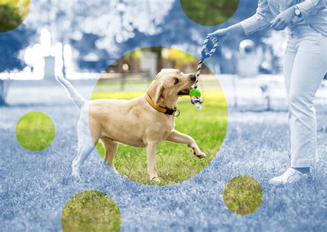 Sniffspot vs. Dog Park: Unlocking Pet Psychology in 2025