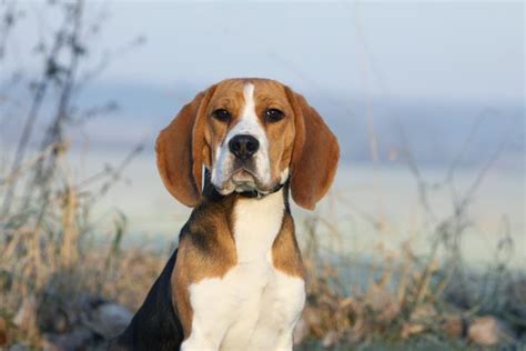 Snoopy Amazon: The Ultimate Guide to the World's Most Popular Beagle on Amazon