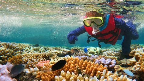 Snorkel or Dive the Grace Bay Barrier Reef: