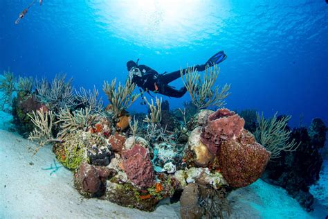 Snorkeling and Diving: A Symphony of Marine Marvels