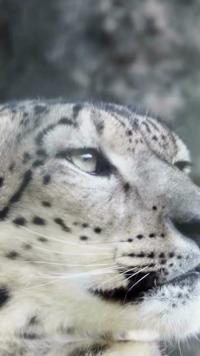 Snow Leopards: The High-Altitude Hunters