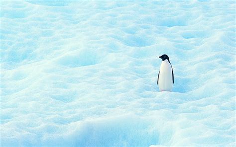 Snow Penguin Reader