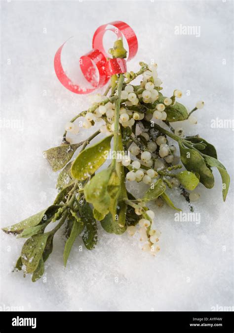 Snow and Mistletoe Kindle Editon