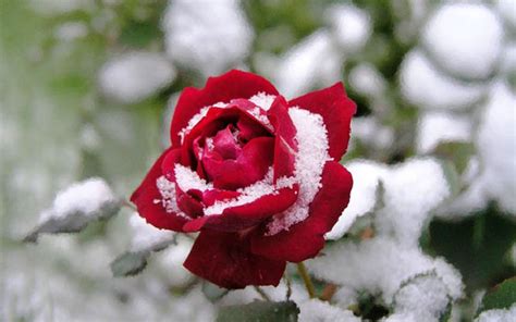 Snow and Rose Epub
