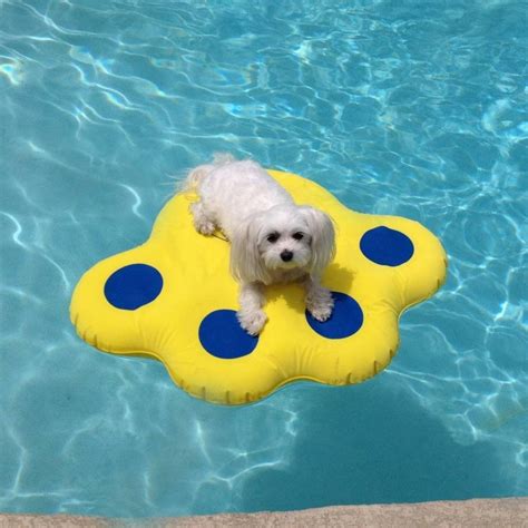 Soak Up the Sun with Your Pup: A Comprehensive Guide to Dog Pool Floats