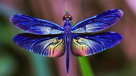 Soar Majestically in a Dragonfly Costume: A Guide to Enchanting Transformation