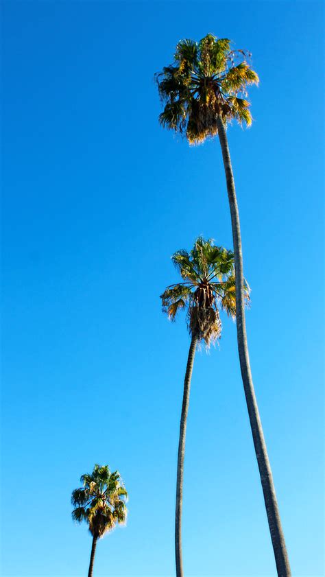 Soaring Heights: Exploring the Wonders of Palm Trees