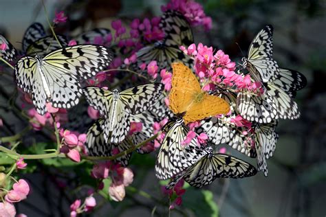 Soaring High: Butterfly Park & Tours Pte Ltd's Remarkable Success Story