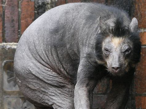 Sobre os Ursos Sem Pelos