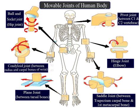 Socket and Ball: A Comprehensive Guide to the Most Fundamental Joint in the Human Body