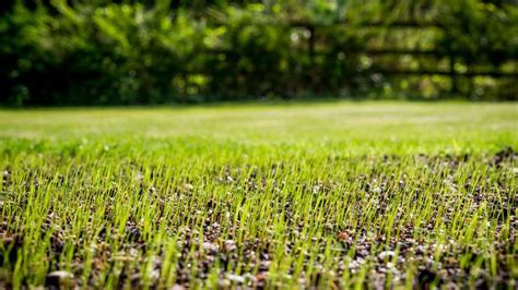 Sod Starter Fertilizer: 7 Essential Tips for Lush, Healthy Lawns