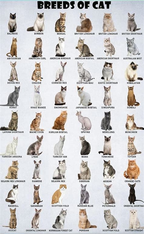 Sofacat: The Complete Guide to the Beloved Internet Cat Breed