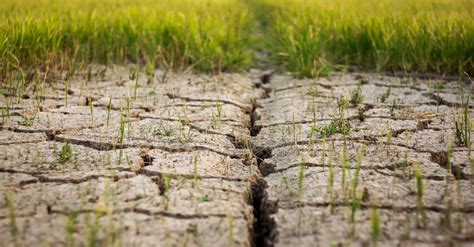 Soil Degradation: