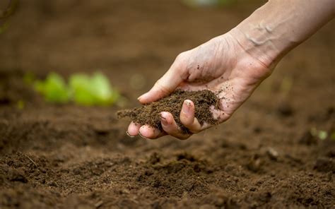 Soil Fertility: Foundation of Plant Growth