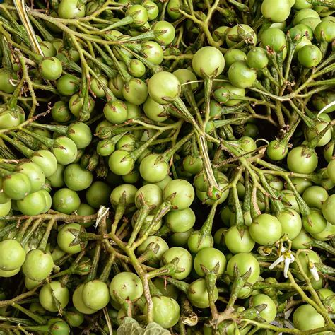 Solanum paniculatum