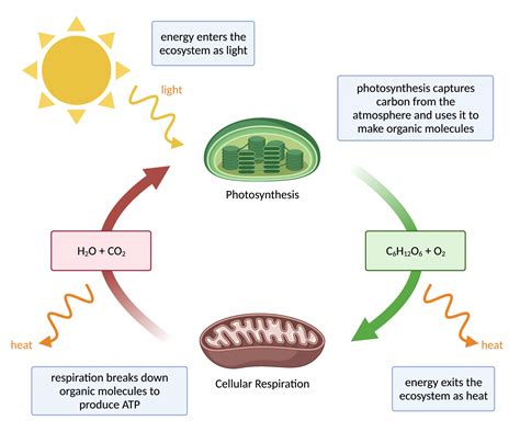 Solar Biology; A Scientific Method of Delineating Character PDF