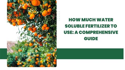 Soluble Fertilizer: A Comprehensive Guide to Boost Your Plant Health