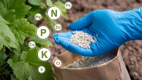 Soluble Fertilizers: The Power of 9