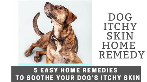 Solutions for Itchy Dog: 5 Tested and Trusted Remedies