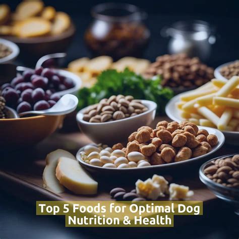 Solutions for Providing Optimal Dog Nutrition