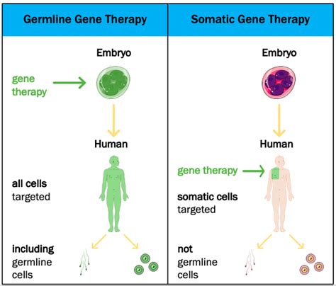 Somatic Gene Therapy Doc