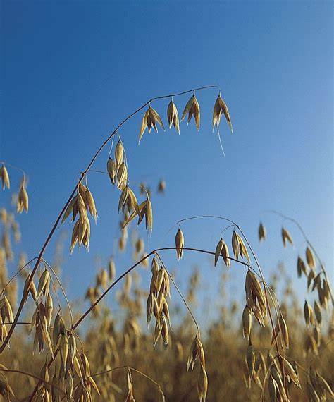 Some Varieties and Strains of Oats and Their Yields in South Dakota Epub