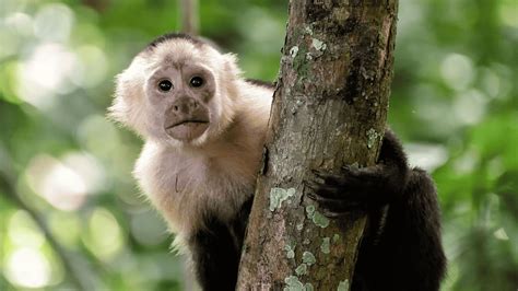 Sonhar Com Macaco: Guia Completo Com Significados e Interpretações