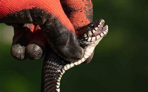 Sonhar Matando Cobra: Entenda os Significados e Implicações