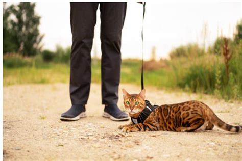 Sonhar com Gatos Filhotes: Guia Completo para Interpretar seus Sonhos