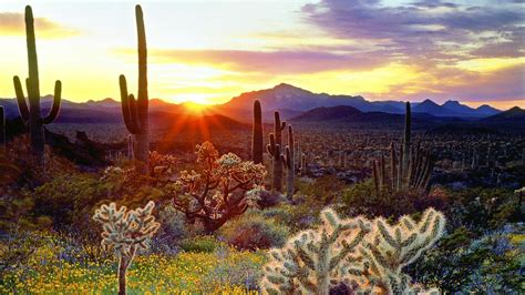 Sonoran Desert Doc