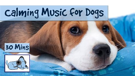 Soothing Sounds: The Tranquilizing Power of Dog Calming Music