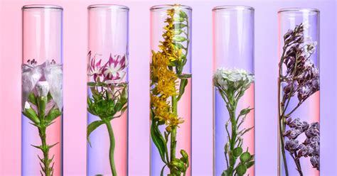 SophiaFlores: Unlocking the Future of Botanical Innovations