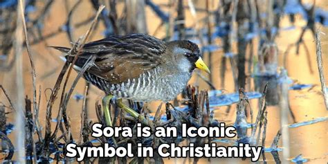 Sora: The Role of a Symbol