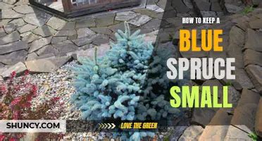 Sora Shiin: The Ultimate Guide to Japanese Blue Spruce Cultivation