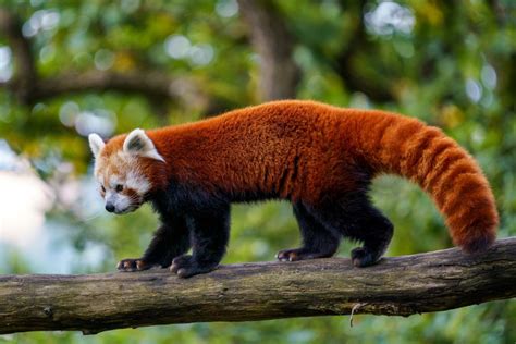 Sorte do Panda Vermelho: Descubra Como Atrair Boa Sorte e Prosperidade