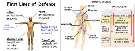 Sorting and Cleaning: Your First Line of Defense