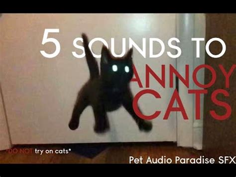 Sounds Annoying to Cats: A Comprehensive Guide