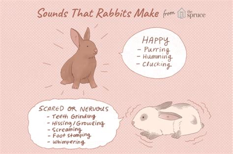 Sounds a Rabbit Makes: A Comprehensive Exploration