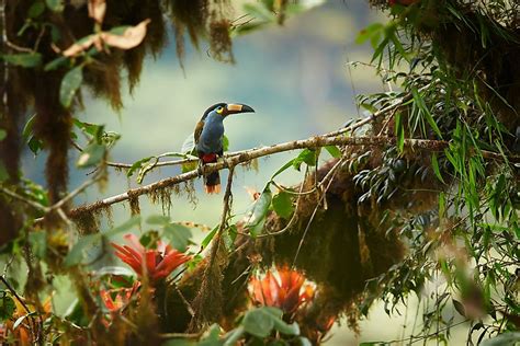 South America's Majestic Animal Kingdom: A Biodiversity Hotspot