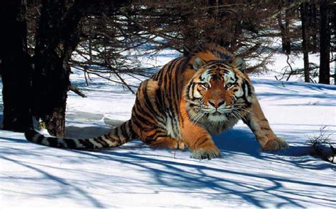 South Korea: The Asian Tigers