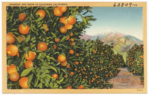 Southern California Oranges and Snow 1950 s Souvenir Postcard Packet Folder D-11710 Epub