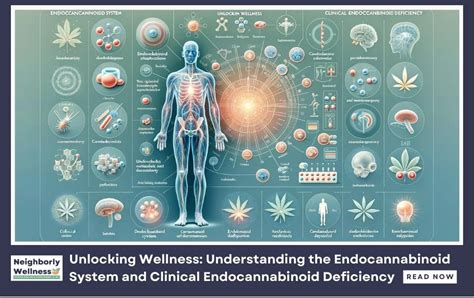 SoyKaylinda: Unlocking the Power of the Endocannabinoid System for Health and Wellness