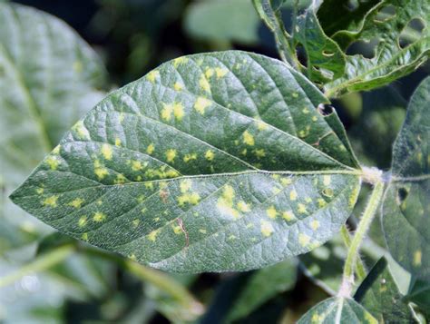 Soyabean and Its Diseases Epub