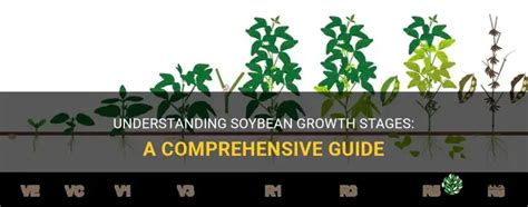 Soyangela_5: A Comprehensive Guide to a Revolutionary Soybean