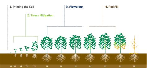 Soybean Fertilizer: The Ultimate Guide to Boosting Yields