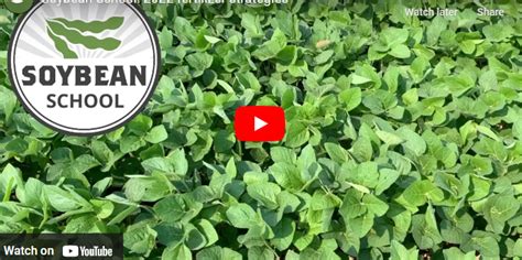 Soybean Fertilizer: The Ultimate Guide to Maximizing Yields